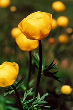 Foto 3 der Glatzer Rose