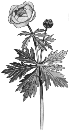 Zeichnung der Glatzer Rose